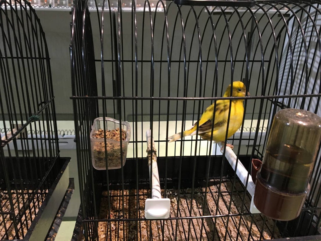 La exposición con los canarios se ha montado en el Palacio del Vino y la Aceituna 