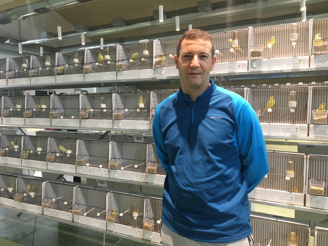 La exposición con los canarios se ha montado en el Palacio del Vino y la Aceituna 