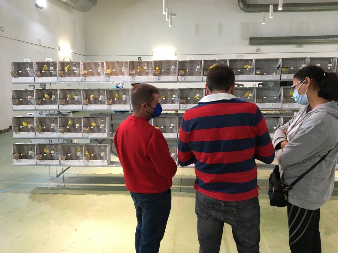 La exposición con los canarios se ha montado en el Palacio del Vino y la Aceituna 