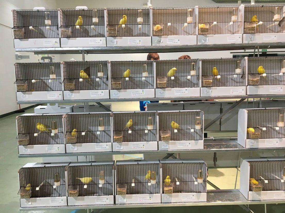 La exposición con los canarios se ha montado en el Palacio del Vino y la Aceituna 