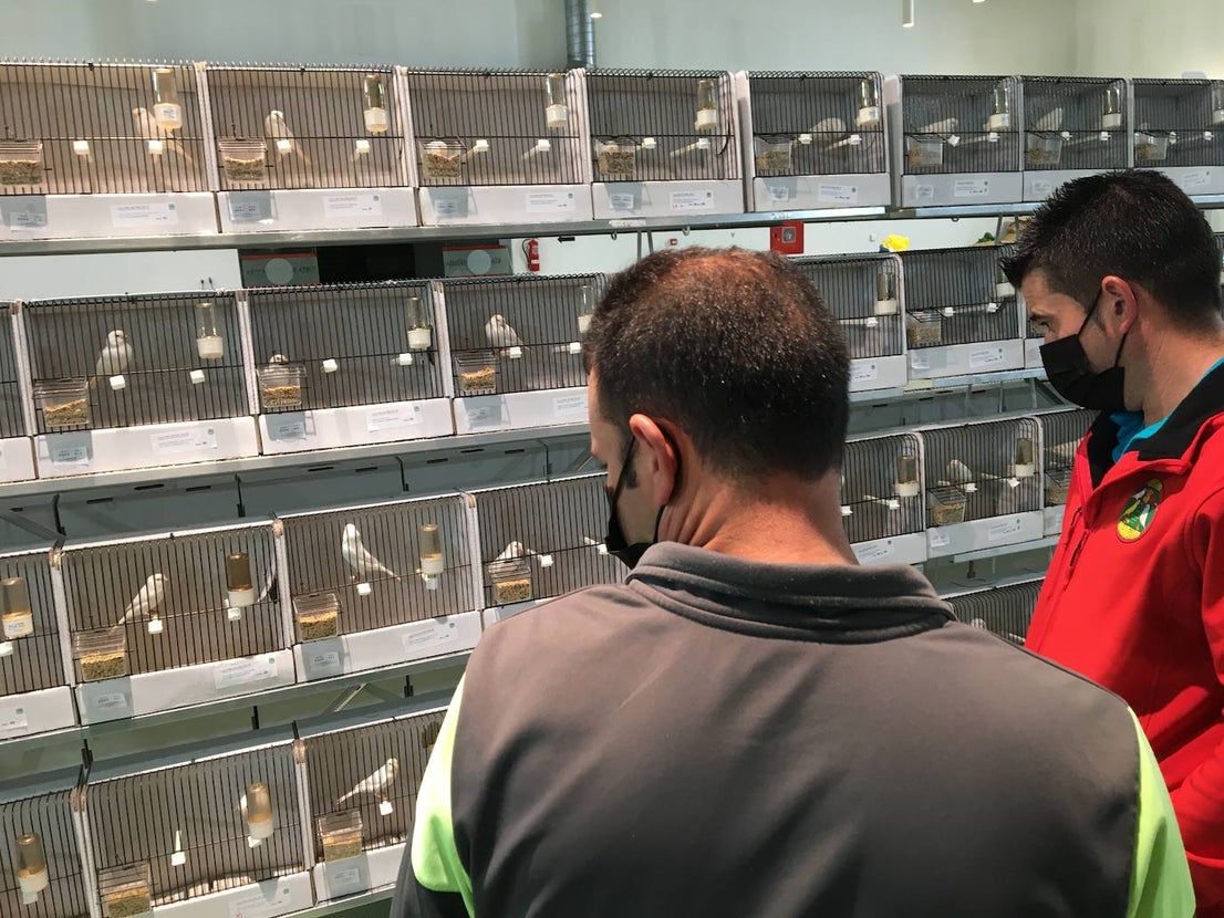 La exposición con los canarios se ha montado en el Palacio del Vino y la Aceituna 