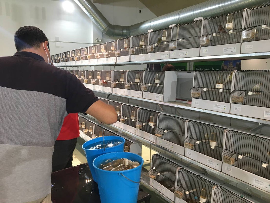 La exposición con los canarios se ha montado en el Palacio del Vino y la Aceituna 