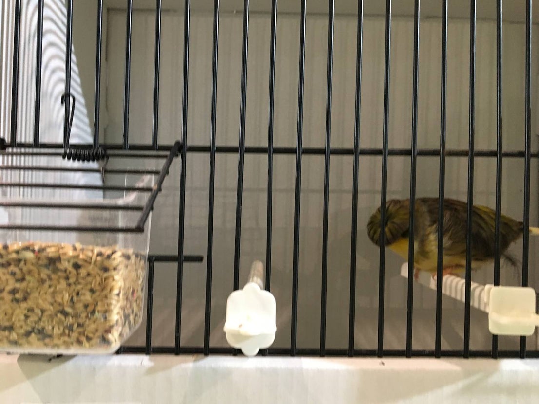 La exposición con los canarios se ha montado en el Palacio del Vino y la Aceituna 