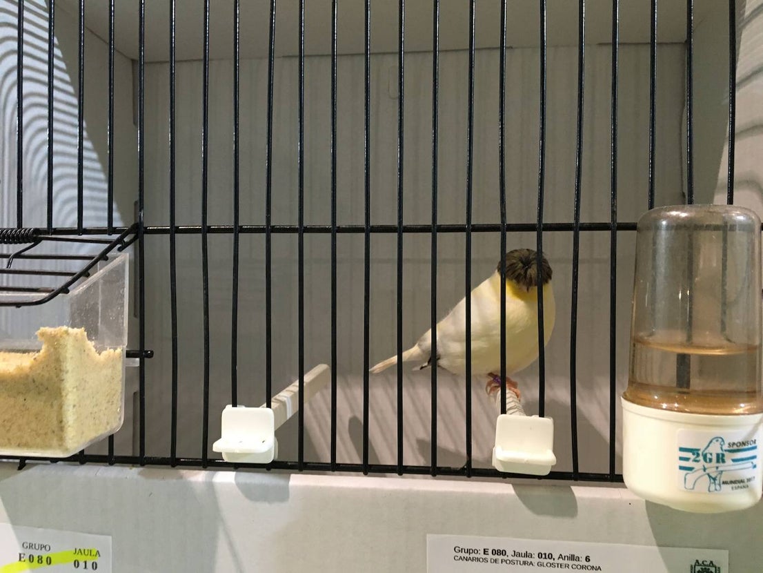 La exposición con los canarios se ha montado en el Palacio del Vino y la Aceituna 