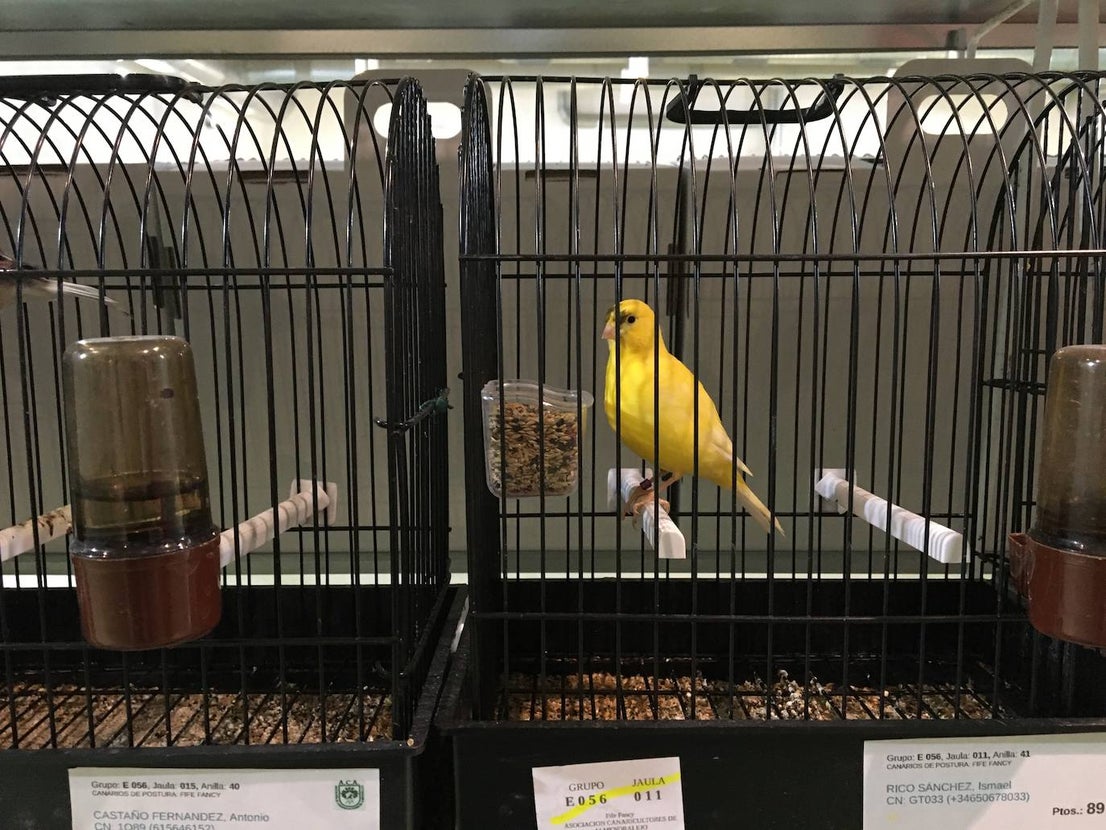 La exposición con los canarios se ha montado en el Palacio del Vino y la Aceituna 