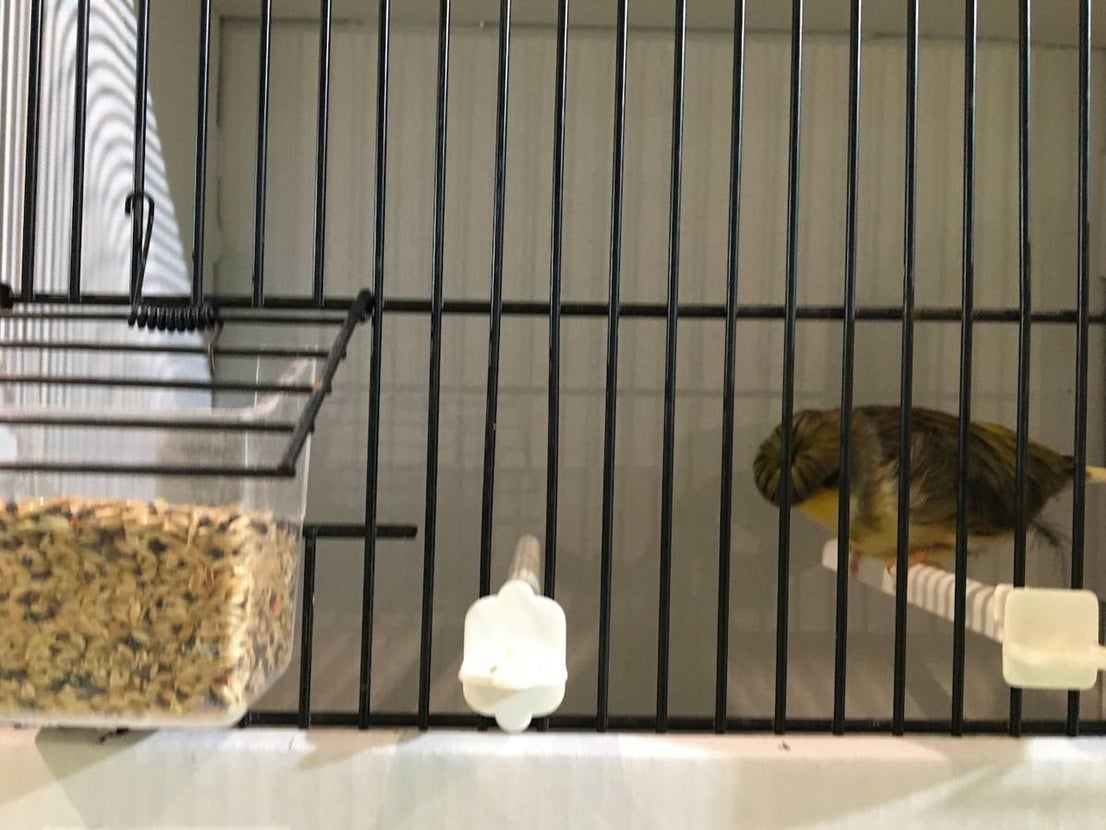 La exposición con los canarios se ha montado en el Palacio del Vino y la Aceituna 