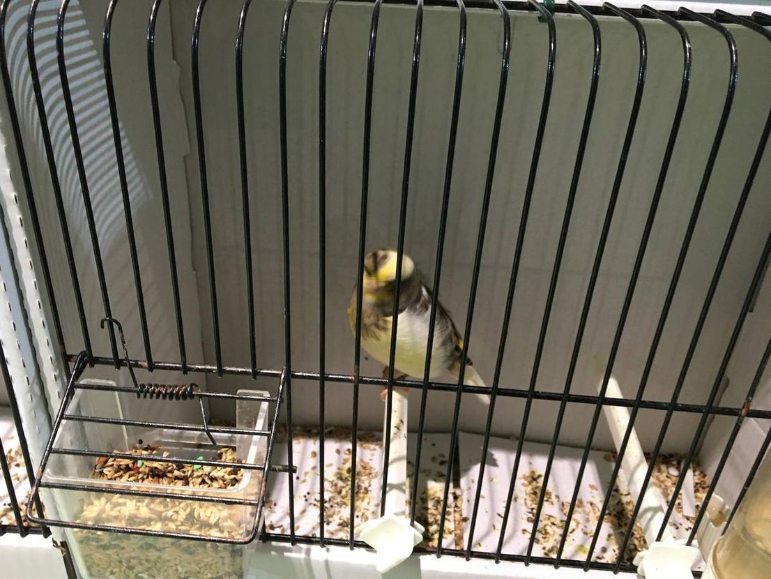 La exposición con los canarios se ha montado en el Palacio del Vino y la Aceituna 