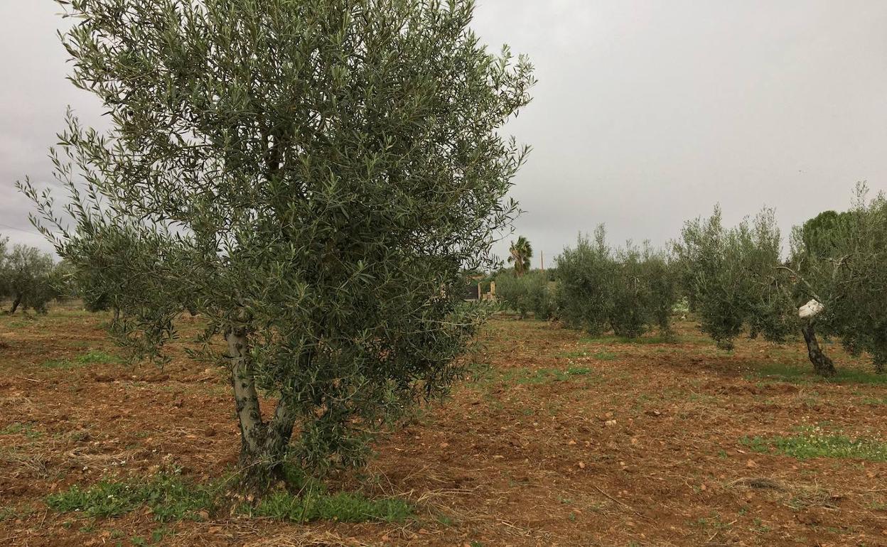 La Comunidad de Labradores pide que se incremente el precio de las expropiaciones del regadío de Tierra de Barros
