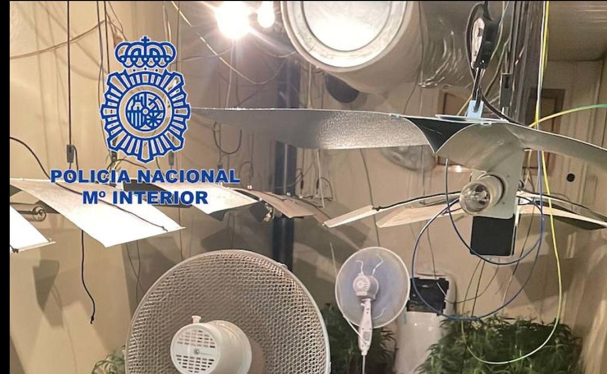 Detenido un hombre por cultivar 243 plantas de marihuana y defraudación de electricidad