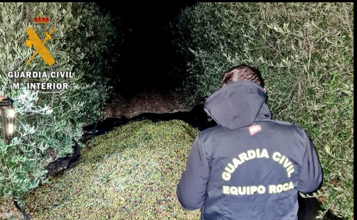 Imágenes de las aceitunas decomisadas por la Guardia Civil. 