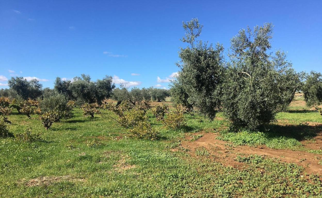 Campos de Tierra de Barros. 