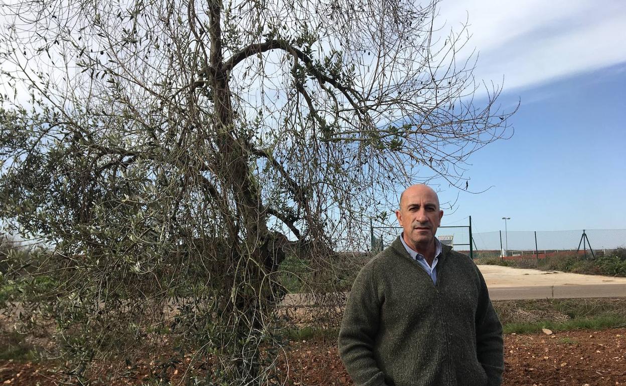 Denuncian que partículas evaporadas de las balsas de la alcoholera dañan 98 olivos