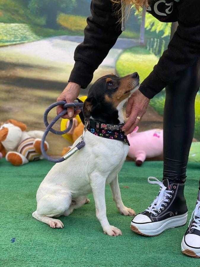 Uno de los perros para adoptar o acoger es el de la foto. 