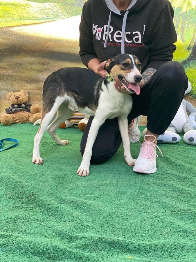 Uno de los perros para adoptar o acoger es el de la foto. 
