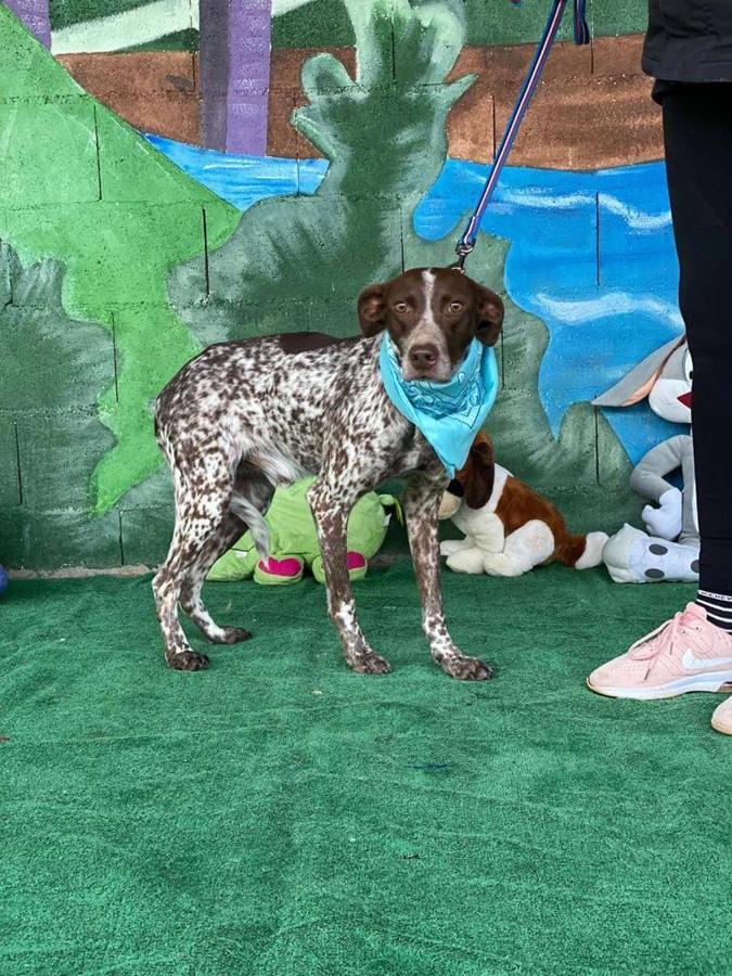 Uno de los perros para adoptar o acoger es el de la foto. 