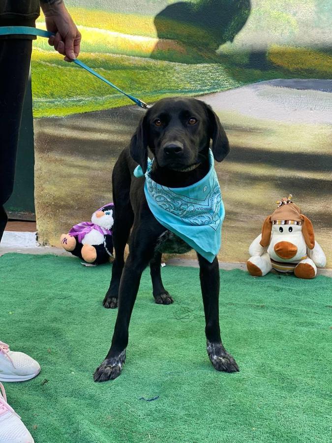 Uno de los perros para adoptar o acoger es el de la foto. 