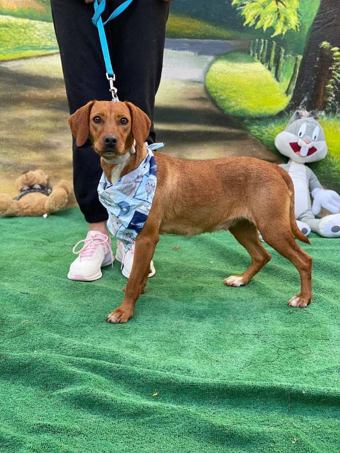 Uno de los perros para adoptar o acoger es el de la foto. 