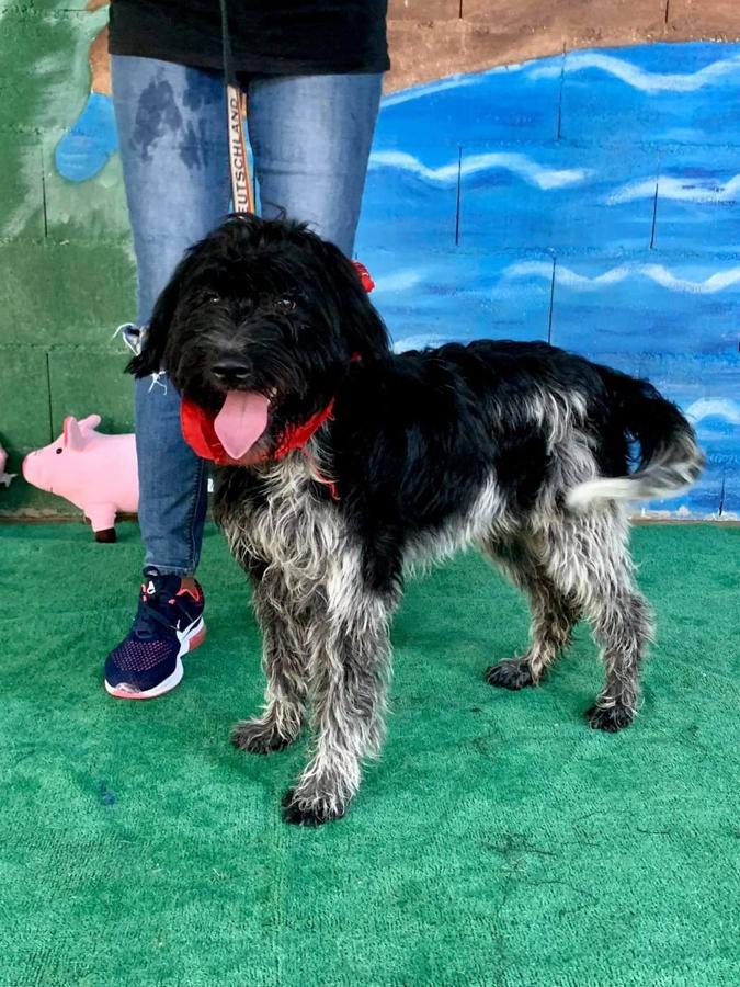Uno de los perros para adoptar o acoger es el de la foto. 