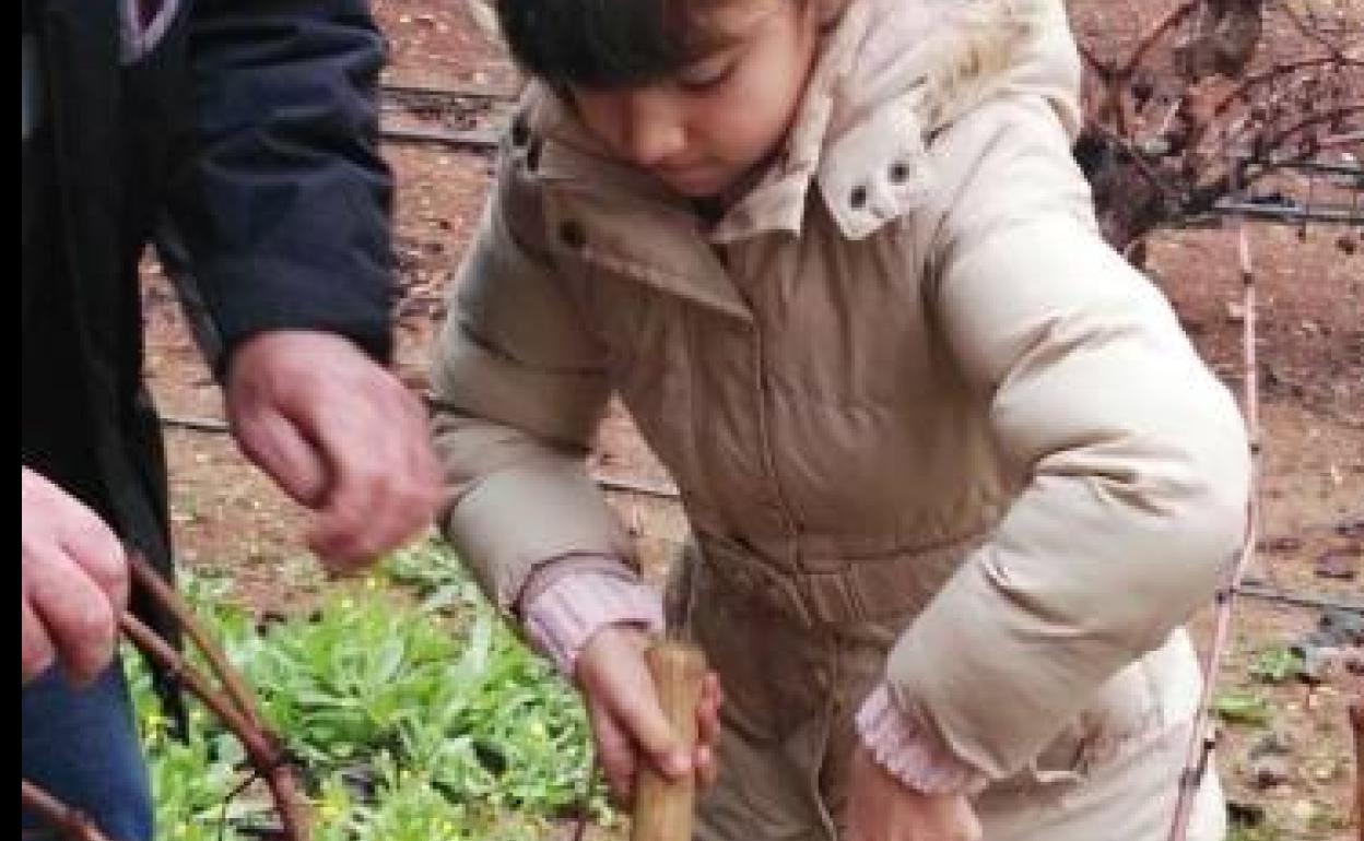 El Museo del Vino retoma los talleres de poda para escolares