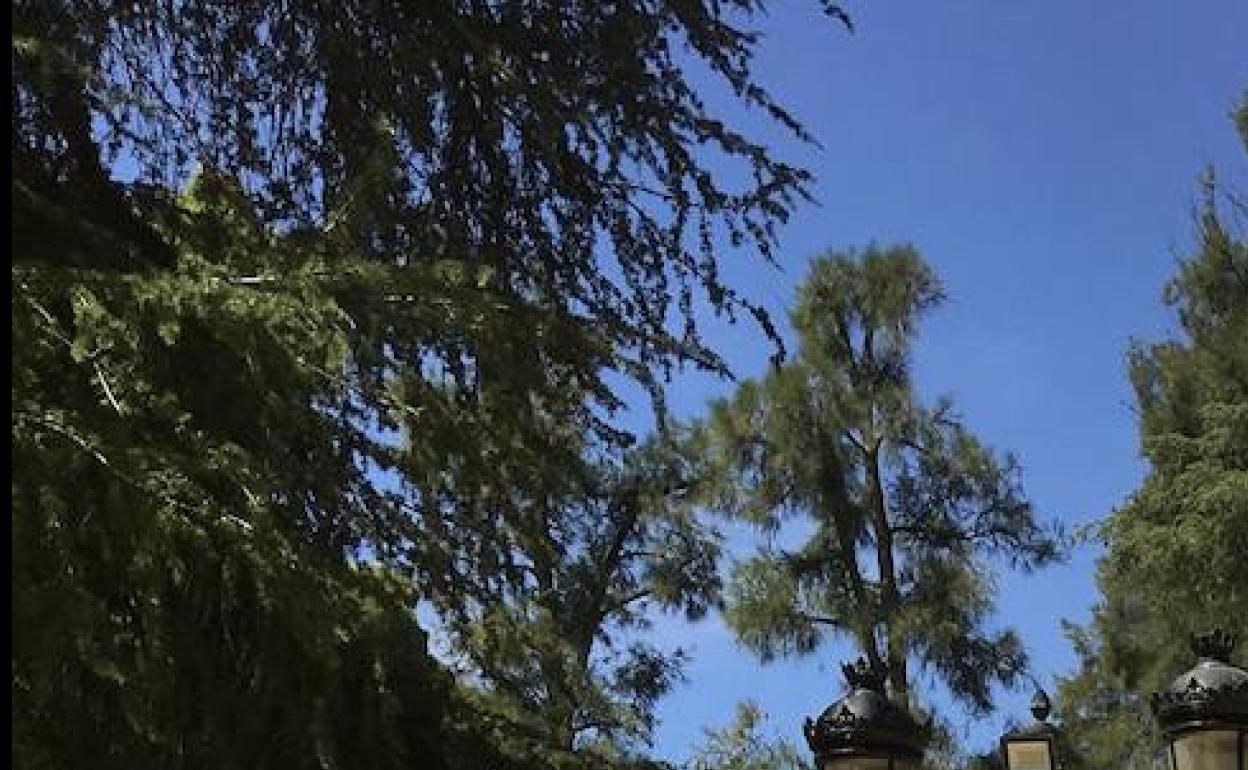 La asociación denuncia la poda de cedros en el parque de la Piedad. 