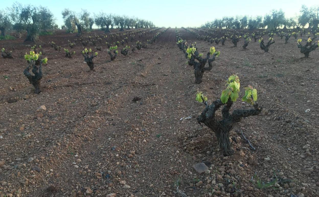 Más de la mitad de los municipios extremeños cuentan con viñedos. 