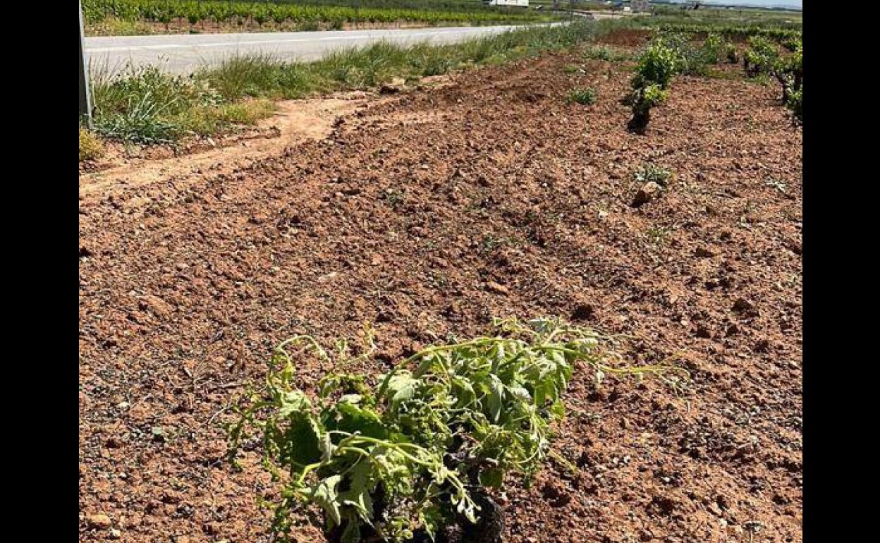 La Comunidad de Labradores denuncia daños en viñedos por la fumigación de carreteras