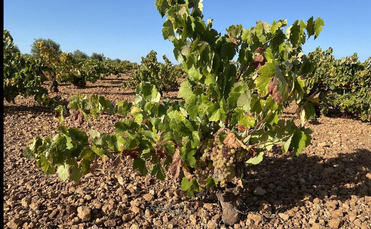 La Comunidad de Labradores acusa a la Unión Extremadura de hacer bajar los precios de la uva