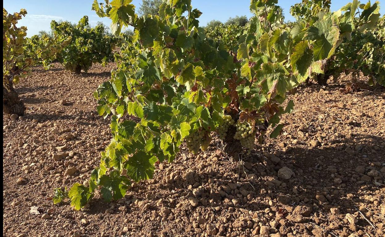Los agricultores confían en que llueva algo antes de que finalice la vendimia. 