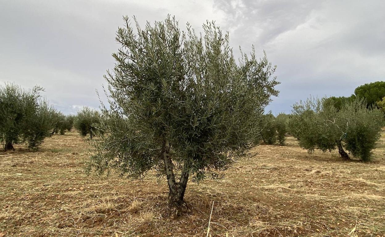 Animan a los agricultores a dejar la aceituna de verdeo para molino