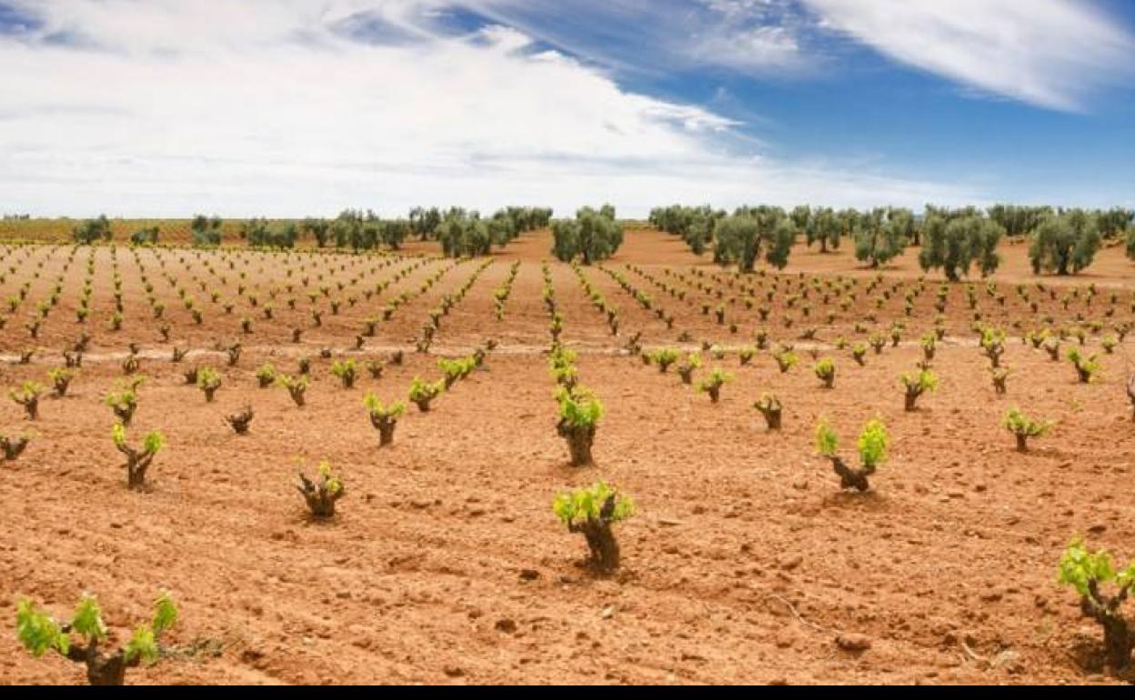 Campo de viñas en vaso en Tierra de Barros. 
