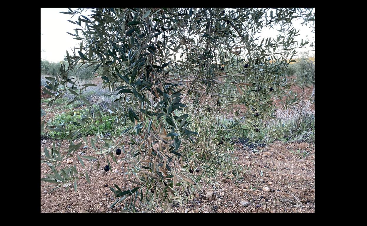Los agricultores piden que se extreme la vigilancia frente al rebusco en el campo y en los puestos