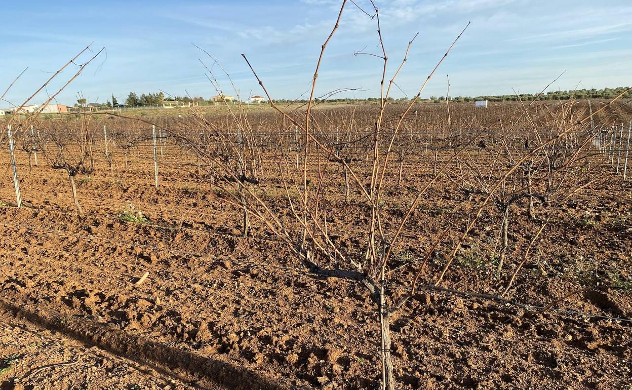 El consejo regulador Cava ha propuesto no permitir ampliar la superficie de viñedos destinado a cava.