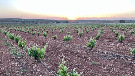 Viticultores reclaman «medidas urgentes» para terminar con el estocaje en bodegas