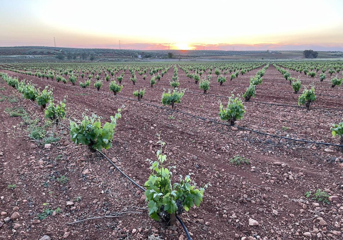Viticultores reclaman «medidas urgentes» para terminar con el estocaje en bodegas