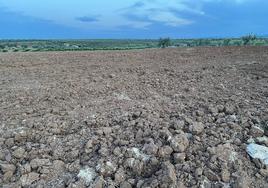 Los agricultores denuncian que llevan dos años sufriendo pérdidas.
