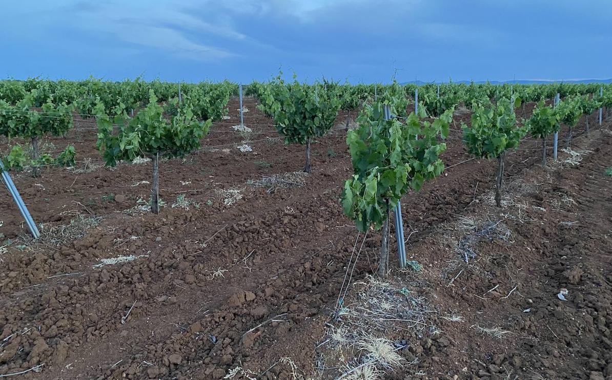 Las empresas vinícolas ven «muy poco efectiva» la destilación de crisis propuesta por la Junta