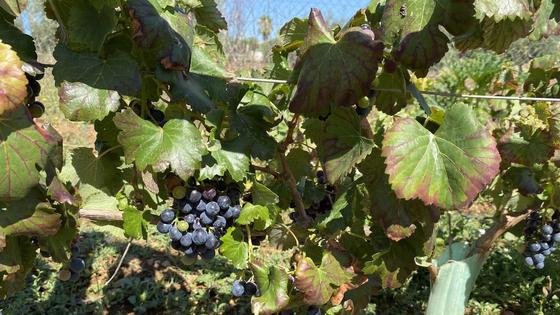 La Comunidad de Labradores pide un «precio justo» para vender la uva de cava