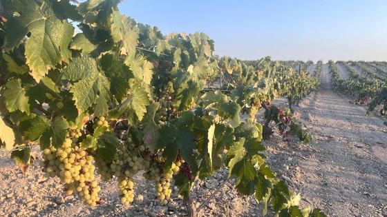 Piden a las bodegas que paguen un precio «rentable» al agricultor por la uva para cava