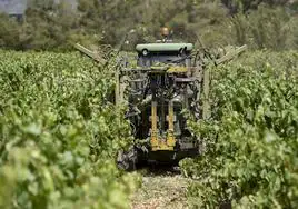 La vendimia de uva para cava ya ha comenzado.