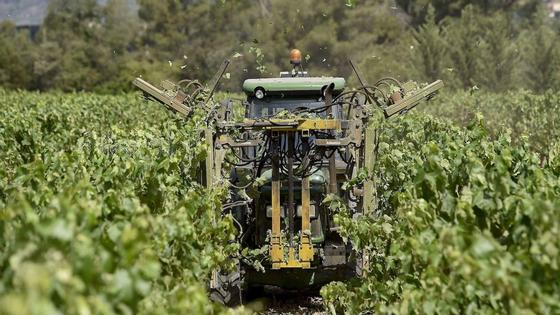 La Unión denuncia precios de uva para cava «muy inferiores» a los 60 céntimos de Cataluña