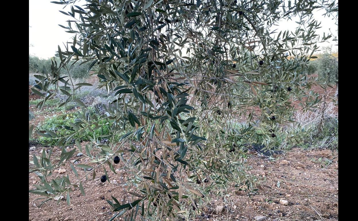 El depósito municipal acumula ya 20.000 kilos de aceitunas robadas