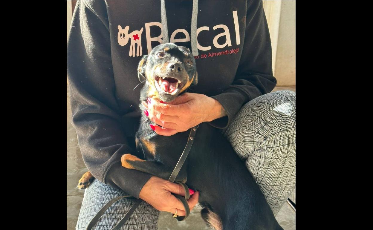 La perrera municipal acogió el año pasado a 187 animales abandonados