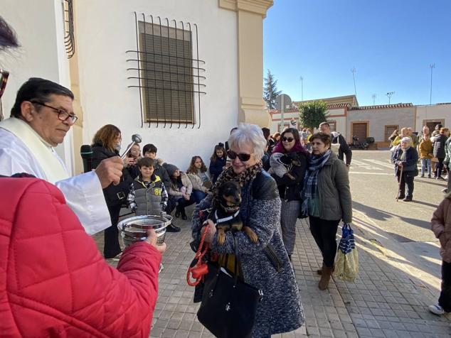 Perros, gatos, pájaros y conejos pasaron por la cola para ser bendecidos