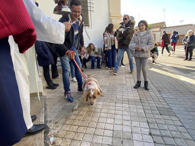 Perros, gatos, pájaros y conejos pasaron por la cola para ser bendecidos