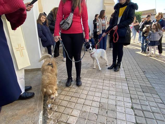 Perros, gatos, pájaros y conejos pasaron por la cola para ser bendecidos