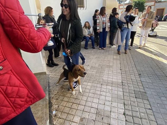 Perros, gatos, pájaros y conejos pasaron por la cola para ser bendecidos