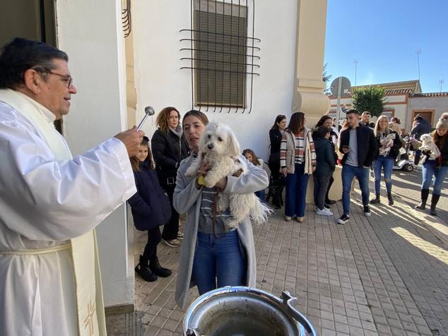 Perros, gatos, pájaros y conejos pasaron por la cola para ser bendecidos