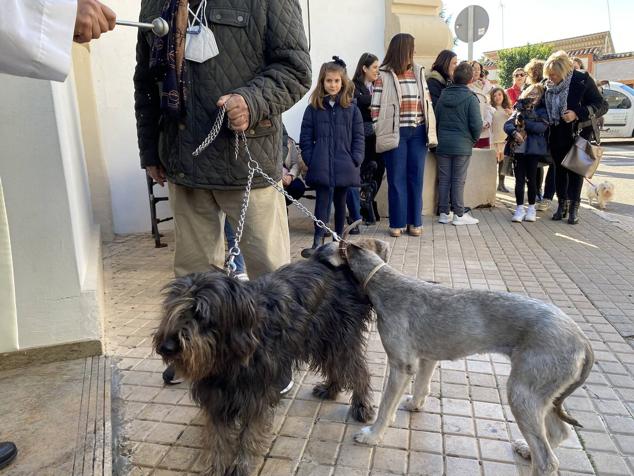 Perros, gatos, pájaros y conejos pasaron por la cola para ser bendecidos