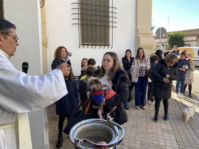 Perros, gatos, pájaros y conejos pasaron por la cola para ser bendecidos