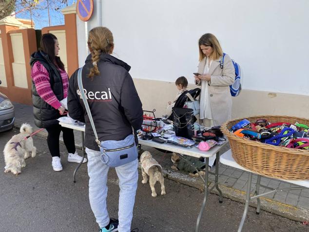 Perros, gatos, pájaros y conejos pasaron por la cola para ser bendecidos